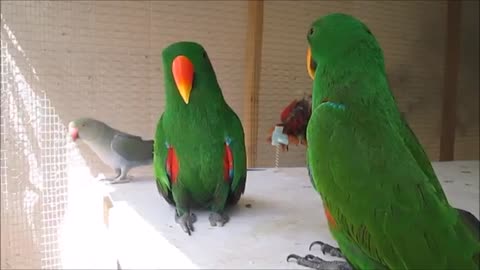 funny birds and parrots