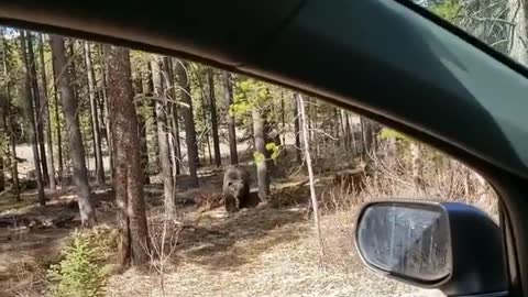 Tense moment as two bears charge out of the forest! 🐻😳