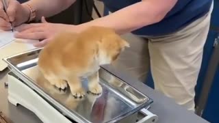 an obedient kitten climbs on the scale