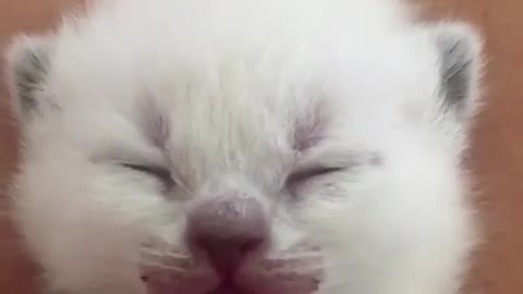 my small cat sleeping in funny way