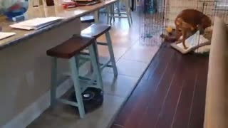 Cute puppy saves bed from evil vacuum