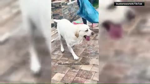 Viral dog loves swimming pool