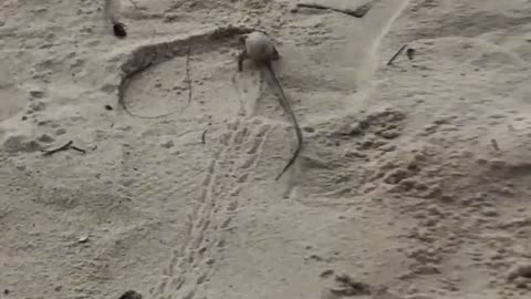 A hermit crab on the sandy beach