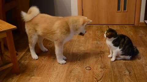 Cat vs dog