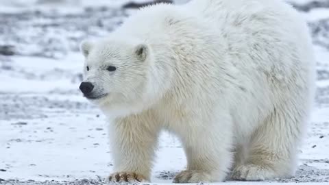 Polar Bear -- Description, Characteristics and Facts!