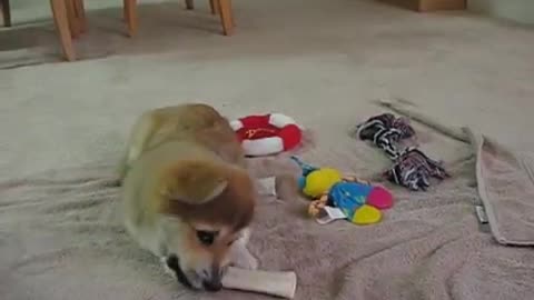 Corgi puppy adorably chews on toy
