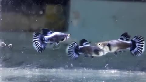 Fish Guppy summer