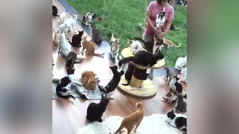 Viral Kitten Cat Paradise
