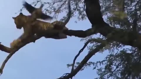The eagle flew in front of the cheetah with its baby, the viral video