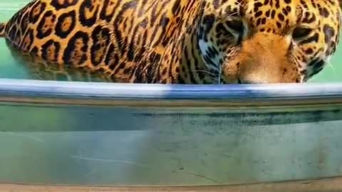 It's so hot, leopards need to cool themselves down