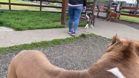German Shepherd attack the pitbull