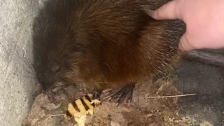 Woman Bitten While Trying to Befriend Giant Rat