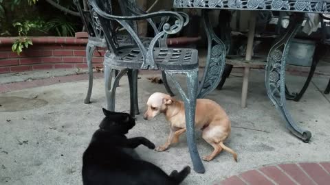 Cat kissing Dog