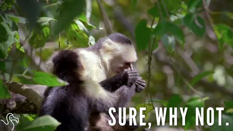 Monkeys Bond In The Most Awkward Way