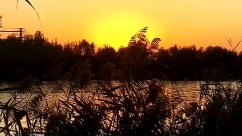 Beautiful sunset view, reeds near the lake