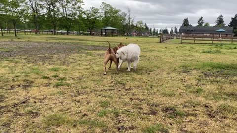 Pitbull is being attacked by German Shepherd.