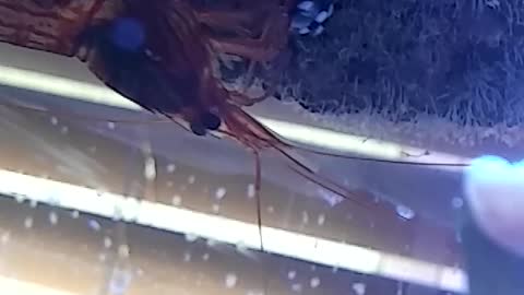 Pregnant Peppermint Shrimp Are Not Reef Safe