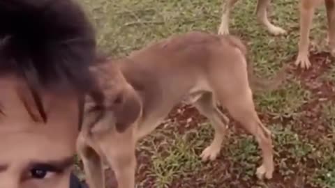 Very funny cat and dog