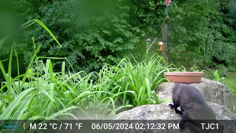 Black Squirrel Leaping to Post