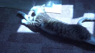 Small Cat Sleeps in the Sun