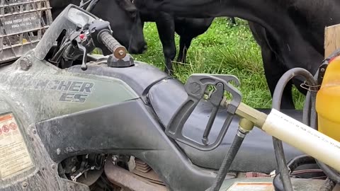 Cow Finds a Way to Scratch Itchy Nose