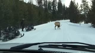 : angry elk blocks the road in Yellowstone National Park.