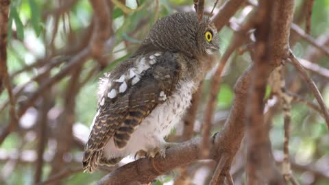 yellow eyed owl standing on a tree