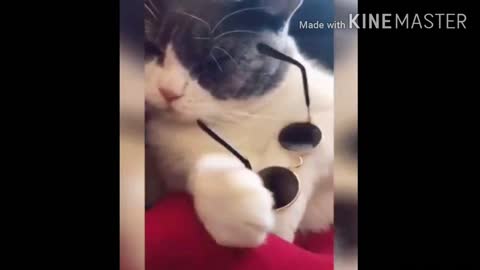 #The best Cute Cat 💙 Wearing Glasses 😎