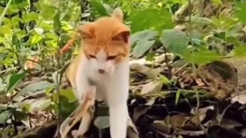 Amazing Cat Reaction Time - Cat Vs Snake