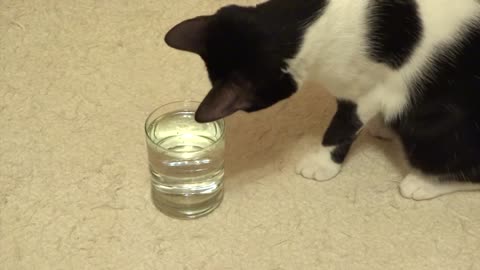 Gato fascinado por el agua con gas