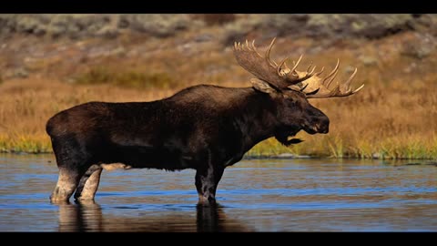 Moose sounds