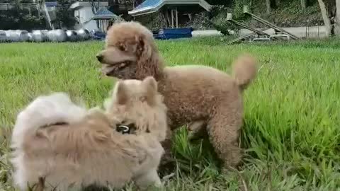 Two dogs are having fun in the grass.Fluffy found his bestie.