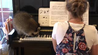 Raccoon Plays the Piano