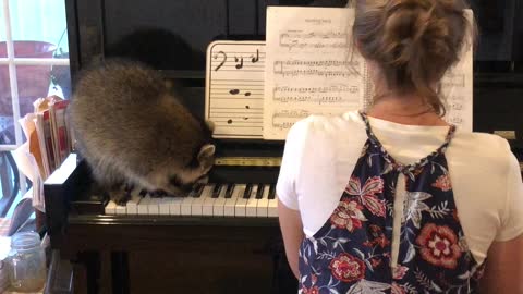 Raccoon Plays the Piano
