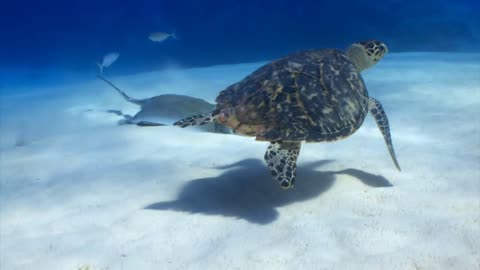 Sea Turtle and Stingray on Ocean Floor