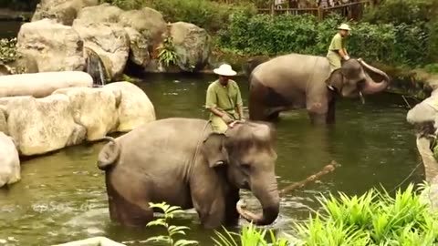 Funny Elephant Show in Zoo Very Funny Animals Video Lucu