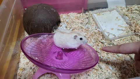 Hamster Toto Exercise Play