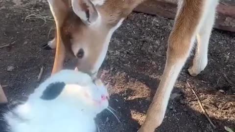 A cat that is popular with deer