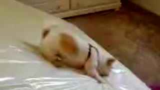 Dog Uses Plastic Covered Mattress As His Personal Slide