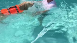 Pup learning to swim