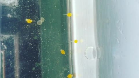 Super Red Bristlenose Plecos Freshly Hatched!