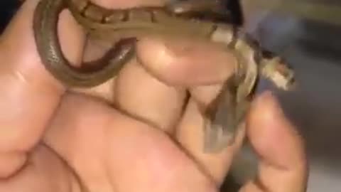 🐍Two headed snake 🐍