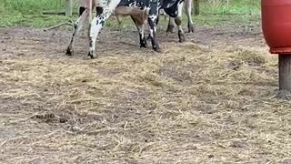 Bull challenge each other