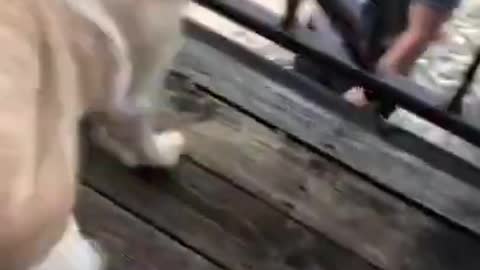 Cute Doggo Dancing - Dogs