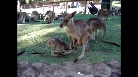 Baby Kangaroo videos