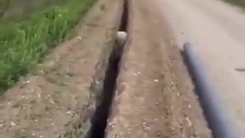 Sheep gets stuck in trench, jumps back in REALLY!!