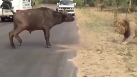 disguise confronts the lion 😲🔥