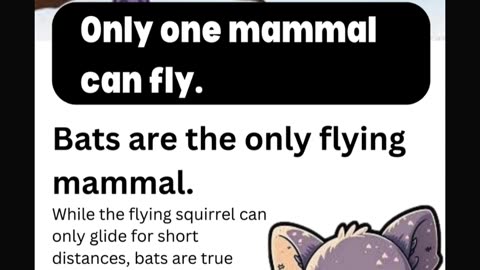 Mammals important facts