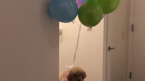 Puppy Balloon Illusion