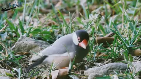 Beautiful birds The wild birds in the world